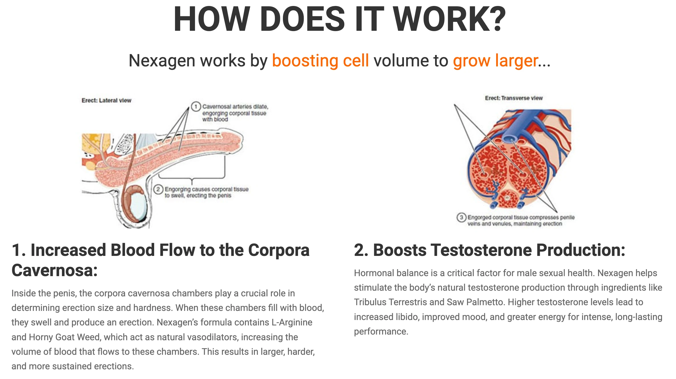 Nexagen-Work